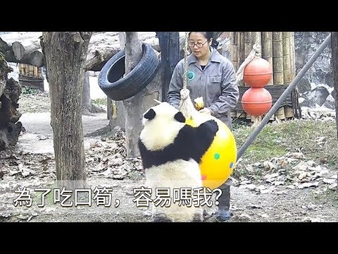 《熊貓早晚安》為了吃口筍，容易嗎我？| iPanda