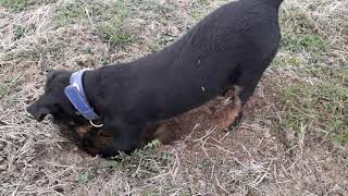 Stene Nemackog Lovnog Terijera U Potrszi Za Misom