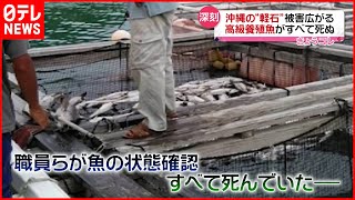 【広がる“軽石”被害】高級養殖魚“５００匹”すべて死ぬ　沖縄・うるま市