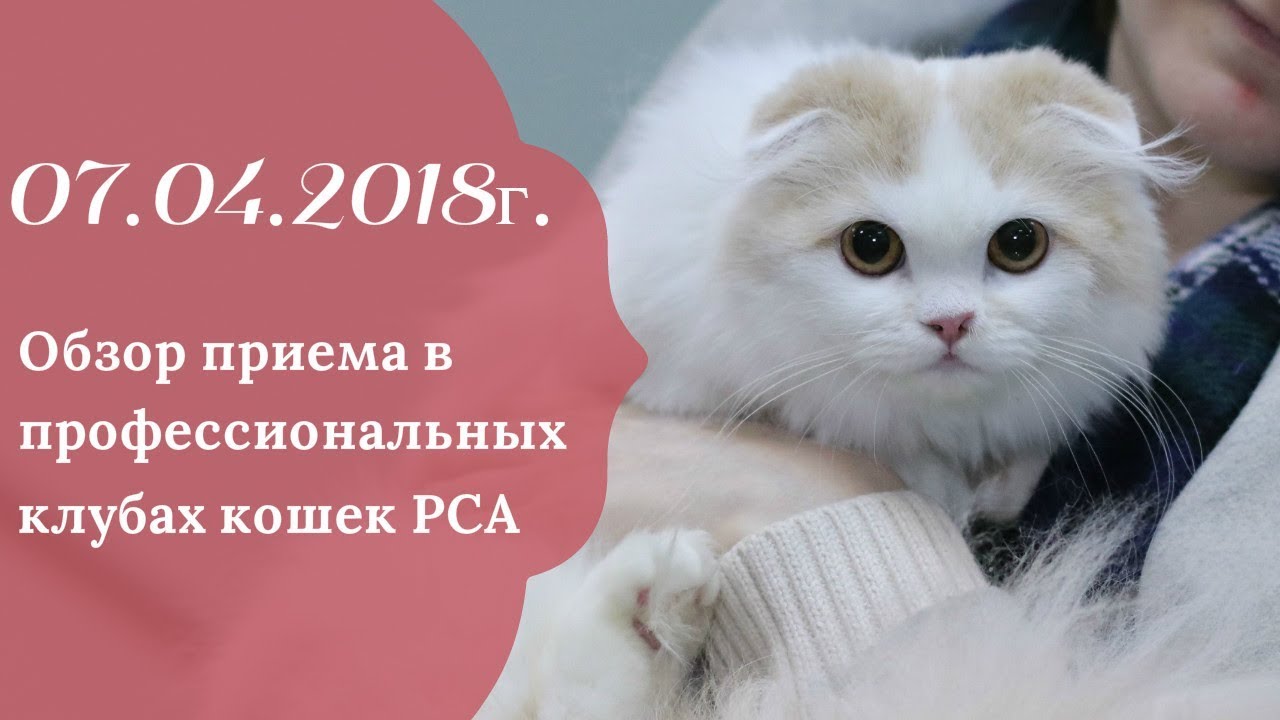 кошки породы Прием в проф. клубах кошек PCA 07.04.2018г