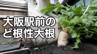 JR大阪駅前に「ど根性大根」
