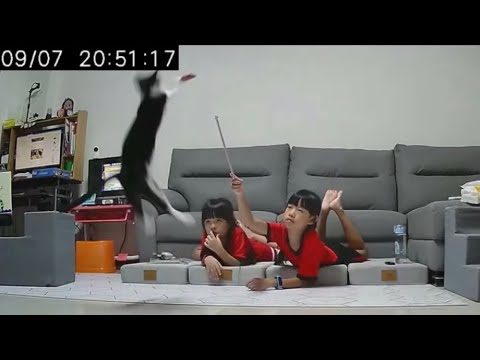 貓咪精華篇#118 姊姊趴著釣黑妞、最後竟然斷了！ 20200907 (MiMi醬＆黑妞＆阿金＆黑輪 歐戀) Cat Videos