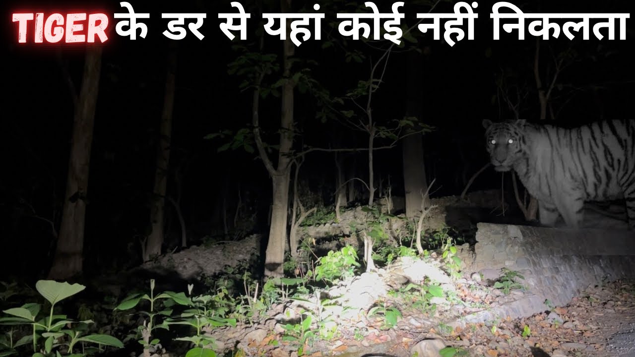 Night Drive Jim Corbett National Park | Tiger Attack | Jim Corbett Maneater | Wildlife Horror Story