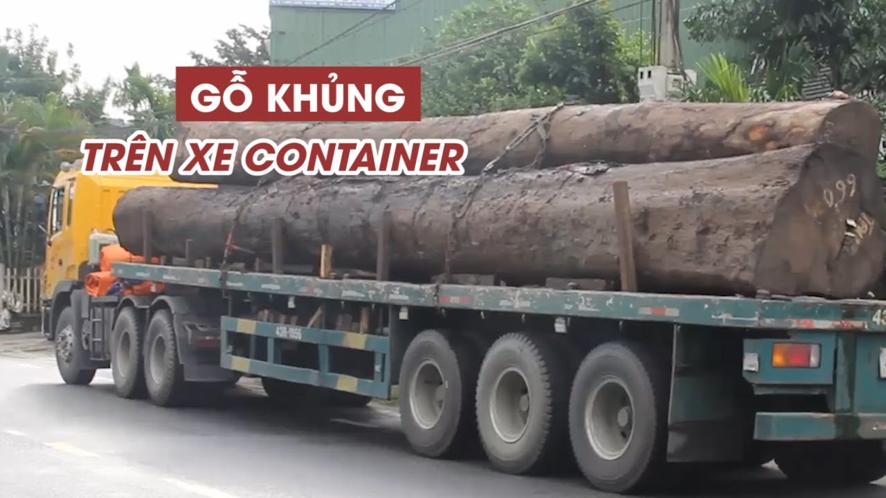 4 xe container chở hàng chục cây gỗ khủng trên quốc lộ 1 - YouTube