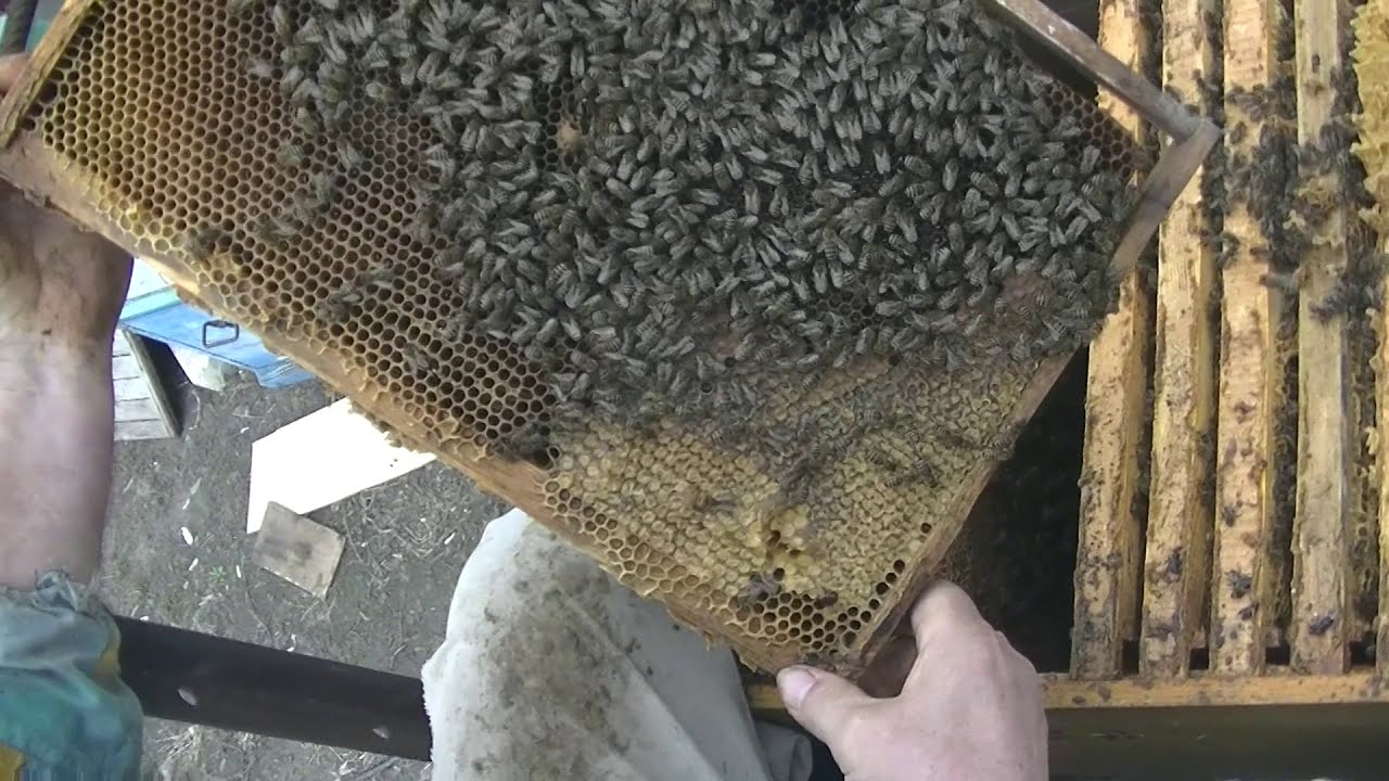 Пчелы после зимовки что делать. Осмотр пчелиных гнезд. Первый осмотр после зимовки. Выставка пчел весной после зимовки. Ранневесенний осмотр пчелосемей.