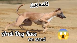 Arab Dog Race | Greyhound Racing | Dog lovers | Animals | Trackrace | Coursing | Floodlight Racing