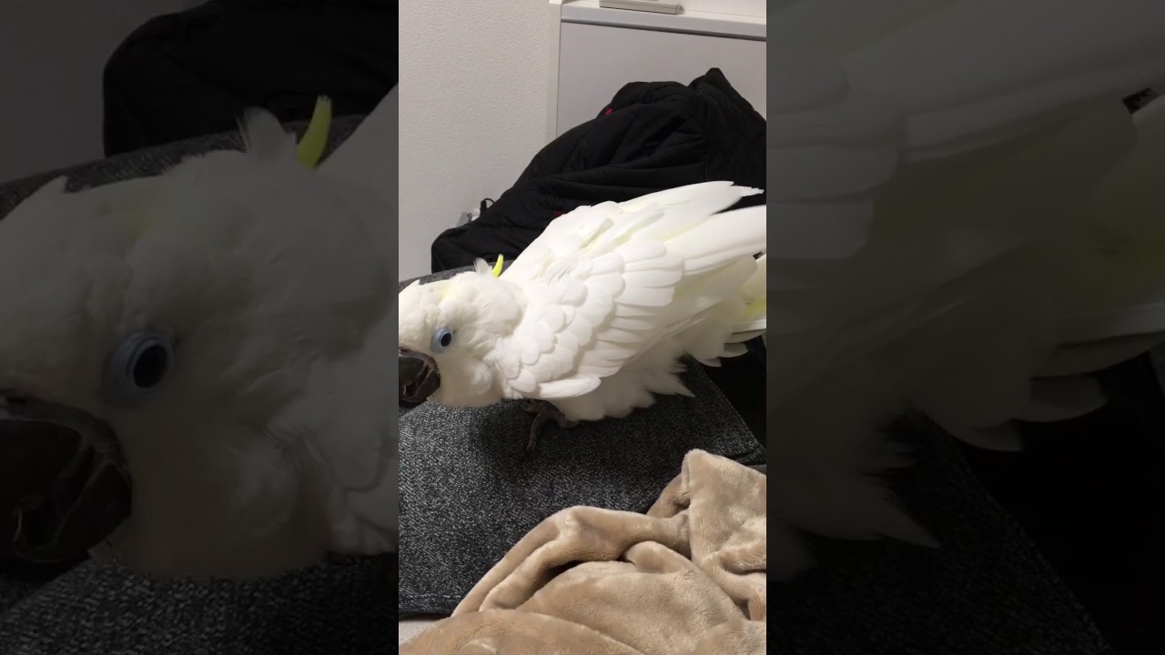 video phone beyonce mp3 Small Bird Hides in Bigger Bird's Wings