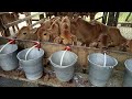 Calf Rearing Tips; From Birth To Weaning #farming #cows #dairyfarming #calfrearing 