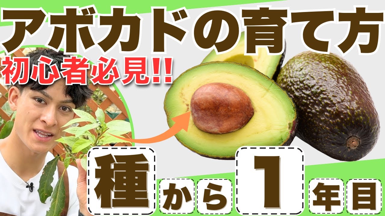 For beginners] How to grow an avocado from a seed! Tips and