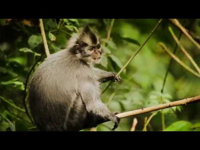 Wonderful Indonesia : Nature u0026 Ecotourism class=