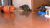 くるねこ くるねこ