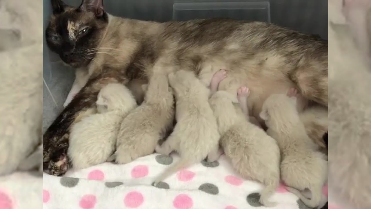 Rescue Pregnant Cat From The Shelter Give Birth Precious Little Kittens Transformation Feisty