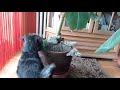 Hey Cat, Can We Play Together? (Cat and dog playing) ネコちゃん一緒に遊ばない?(猫と犬の遊び)