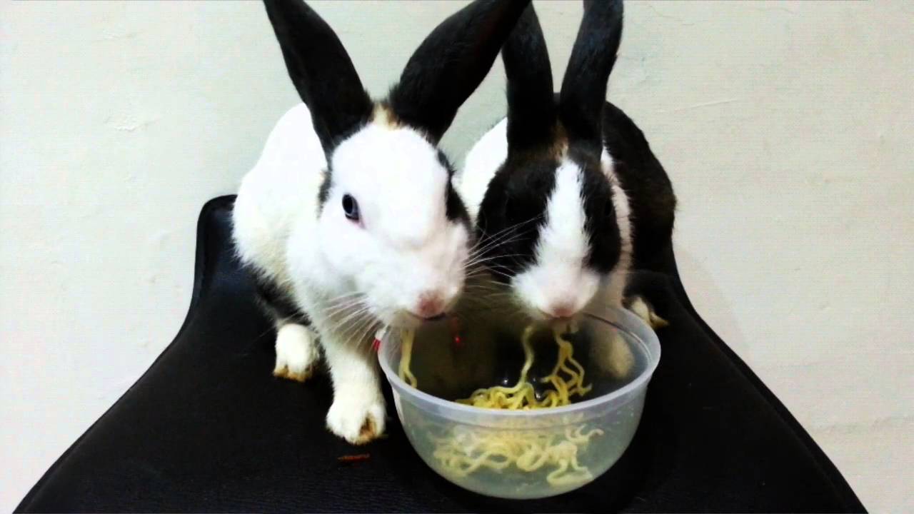 My rabbits eat noodles YouTube