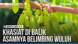 DERETAN KHASIAT BELIMBING WULUH, DARI KENDALIKAN GULA DARAH HINGGA TURUNKAN KOLESTEROL