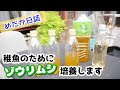 【めだか】稚魚が粉餌を食べないのでゾウリムシを導入＆生茶で培養【幹之メダカ｜メダカの舞｜】