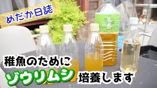 【めだか】稚魚が粉餌を食べないのでゾウリムシを導入＆生茶で培養【幹之メダカ｜メダカの舞｜】