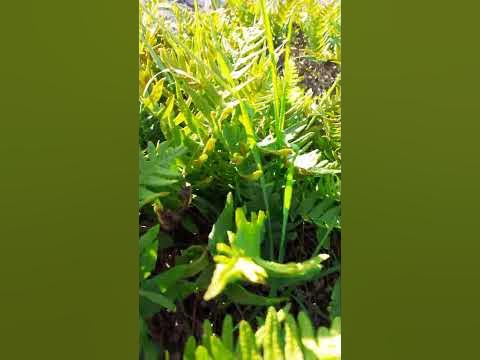 Дикий лук со вкусом чеснока 🙃 - YouTube
