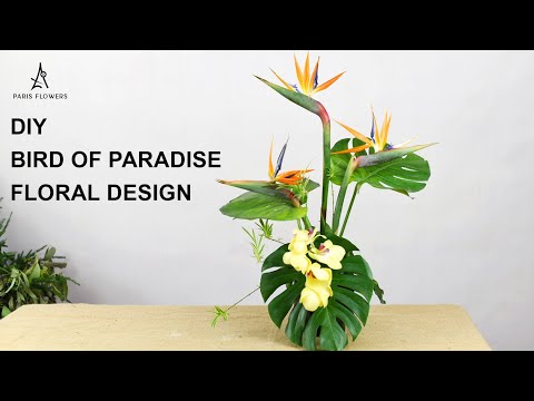 Video Cách cắm hoa thiên điểu đơn giản mà đẹp - Bird of... - youtube
