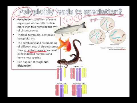 Polyploidy leads to speciation (IB Biology)
