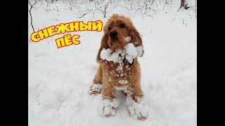 #VLOG DOG #Снежный пес #Итоги конкурса #VLOG DOG #Снежный пес #Итоги конкурса