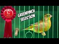 Greenfinch Show Team Selection