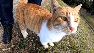 ダムの畔で出会った茶シロ猫、スリスリ攻撃が激しすぎる