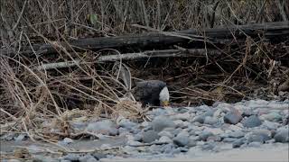 Eagles of Nooksack river