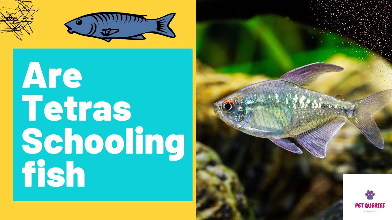 Are tetras schooling fish? Can different types of Tetras fishes form