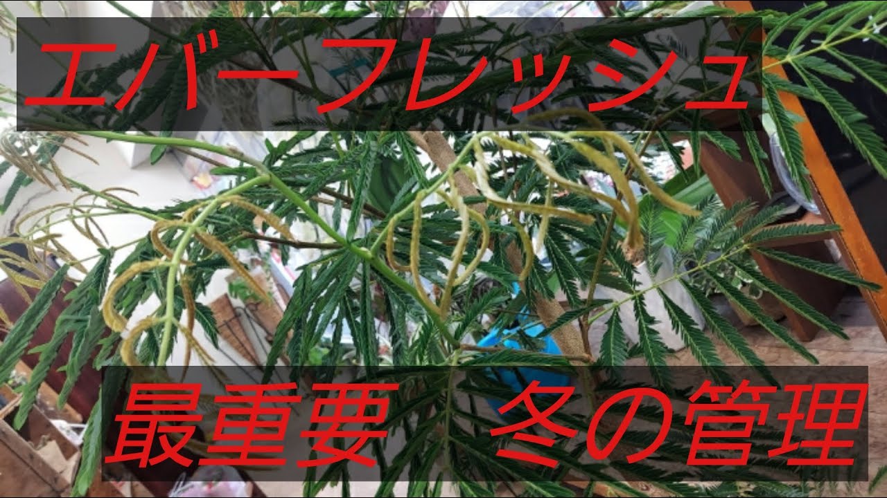 エバーフレッシュの解説動画　多くの人が冬の管理でダメしてしまいます！もう一回トライしませんか！？　エバーなフレッシュです！！