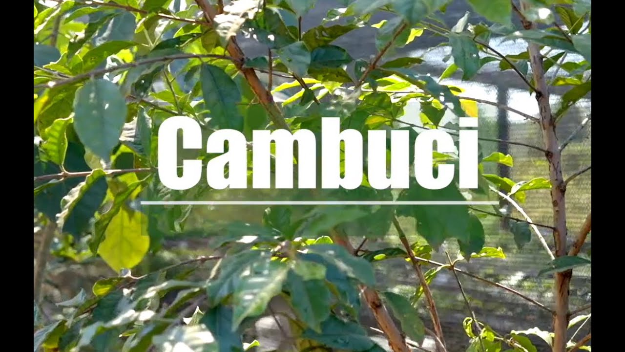 Cambuci (Campomanesia phaea)