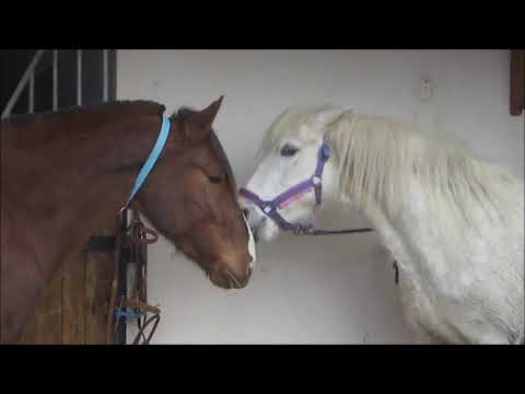love simon je pleure l absence de mon cheval