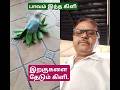 #கிளி #சிறகுஇழந்தகிளி#kingfish #shortvideo தமிழ் ஷாட்