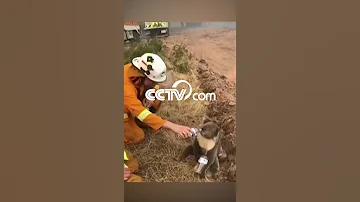 Коала просит воду у пожарного в Австралии|CCTV Русский
