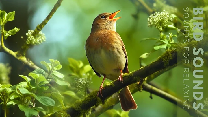 Birds Sounds - 24 Hours of Beautiful Birds (No Music) Relaxing Nature Sounds, Chirping Birds