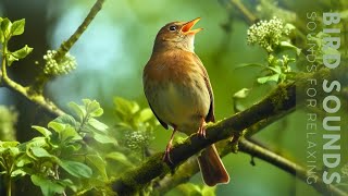 Birds Sounds  24 Hours of Beautiful Birds (No Music) Relaxing Nature Sounds, Chirping Birds