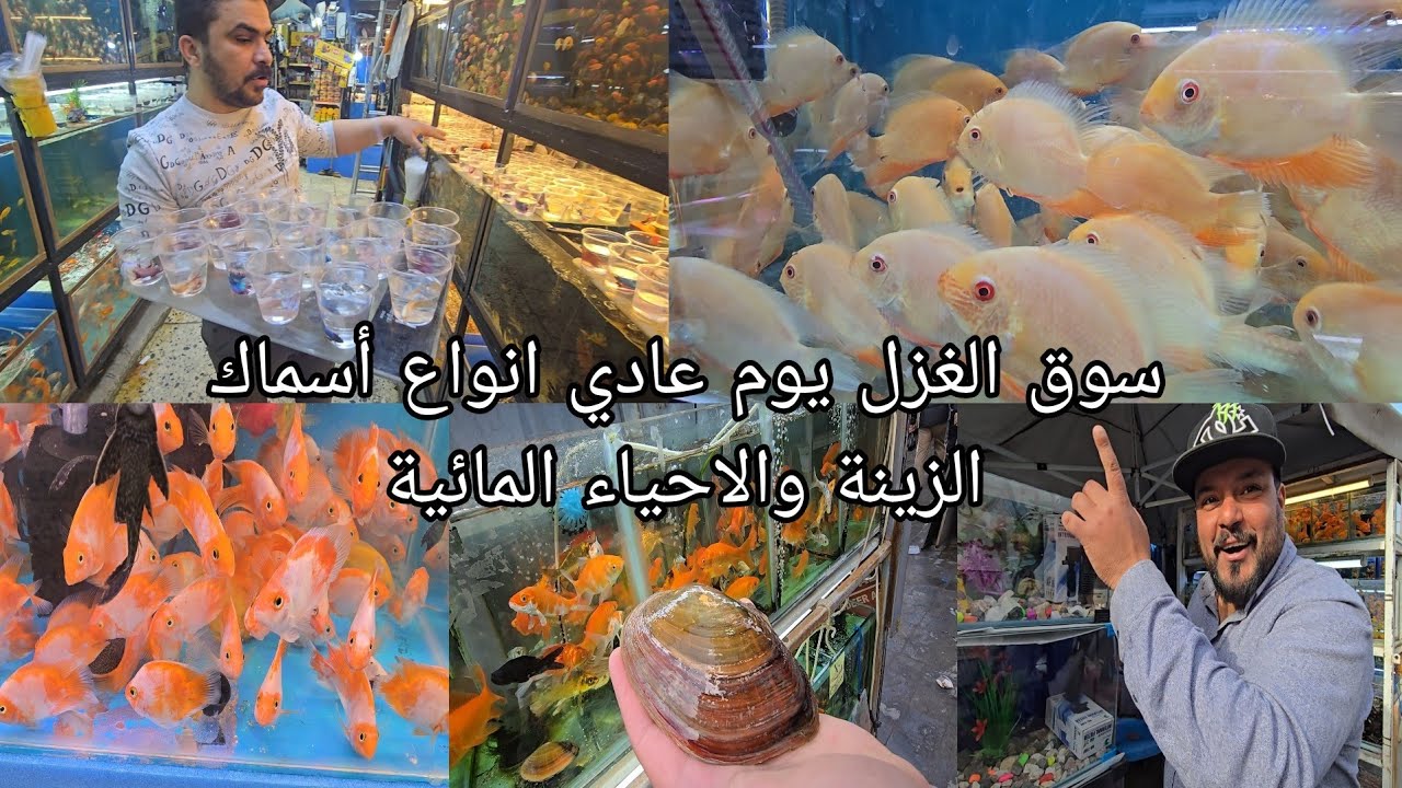 سوق الغزل جولة في عالم أسماك الزينة انواع كثيرة ونادرة من الأحياء المائية2025/3/4