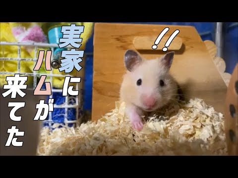 【和葵日記その１】実家に動物がまた来てたらしい