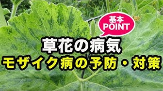 モザイク病 Youtube