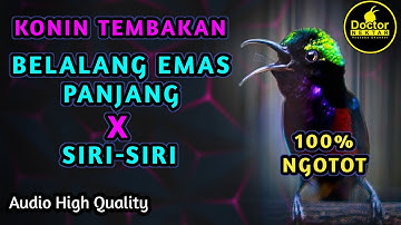 KOLIBRI NINJA GACOR FULL ISIAN TEMBAKAN BELALANG EMAS PANJANG VS SIRI SIRI COCOK BUAT MASTERAN KONIN