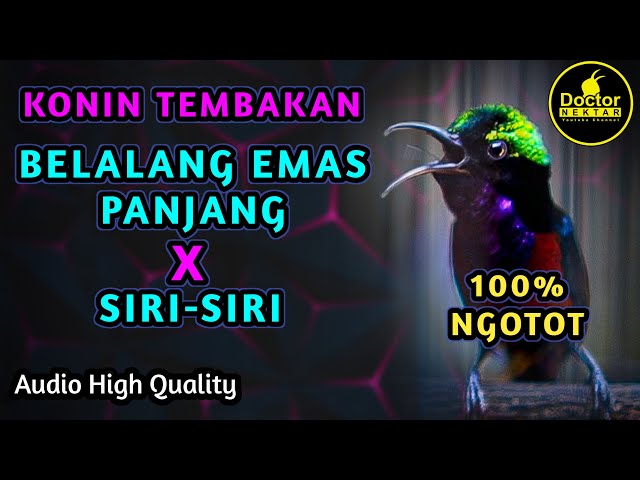 KOLIBRI NINJA GACOR FULL ISIAN TEMBAKAN BELALANG EMAS PANJANG VS SIRI SIRI COCOK BUAT MASTERAN KONIN class=