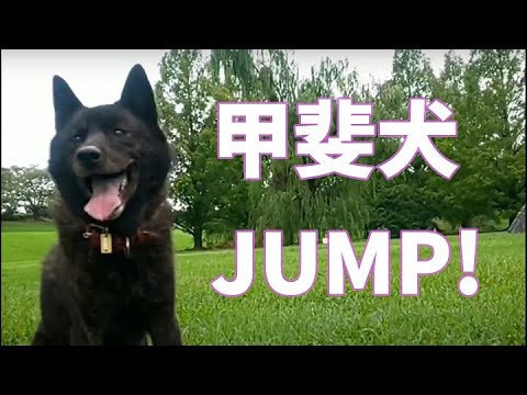 甲斐犬 カイ君 スーパーマリオばりのジャンプを見せる Youtube