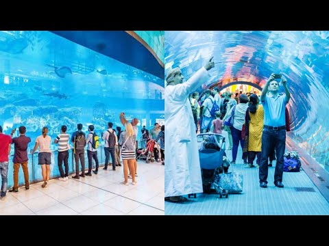 Dubai Aquarium | Largest Aquarium in Dubai  Mall.