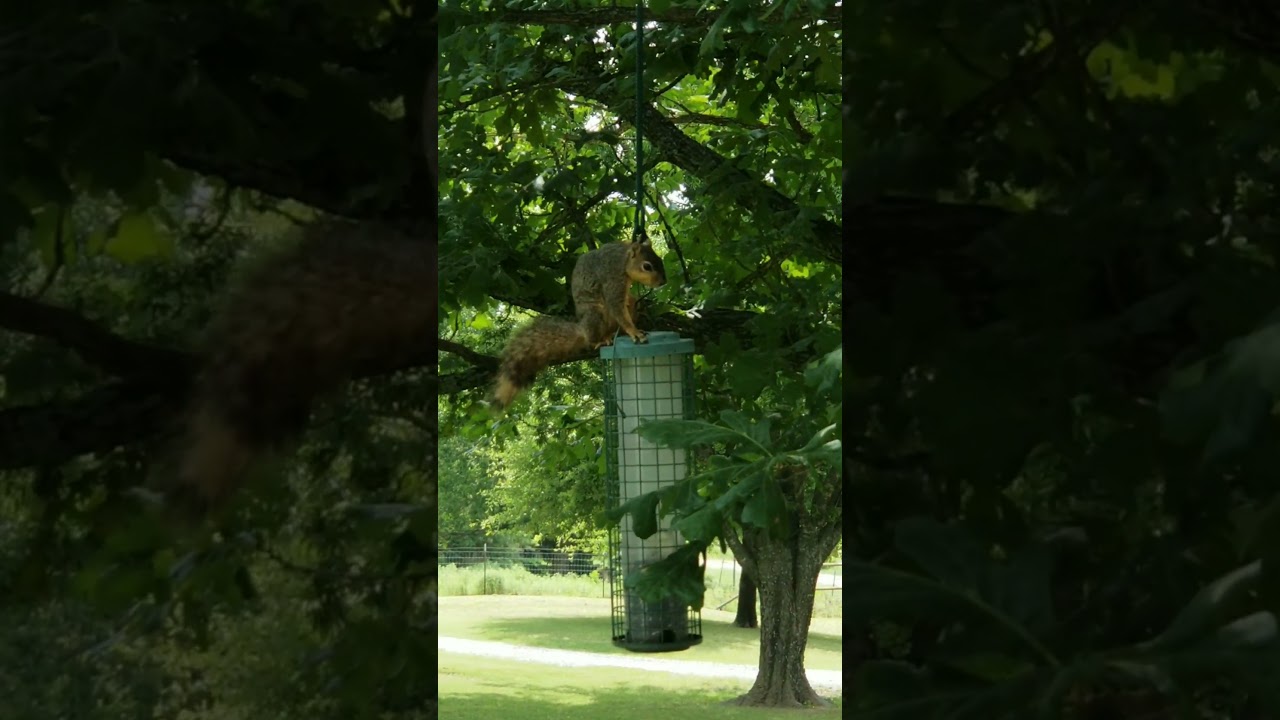 Squirrel King of the Bird Seed Thieves❣🐿 