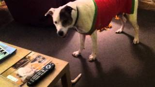 20111218_Izzy-Baxter2.mp4