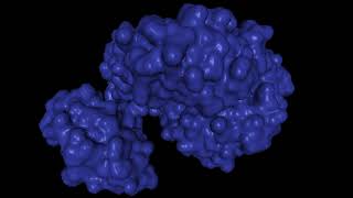 Luciferase