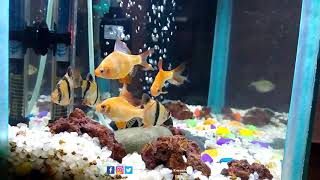 Albino Tiger Barb screenshot 3