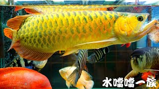 1150405 水噹噹一族