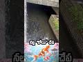 జపాన్ లో నల్ల కోయి చేప #trendingtelugu #shorts