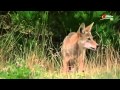 Das Überleben der Stärkeren Kojoten in Nordamerika   Teil 1